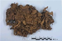 藏品(臺灣寬葉衣)的圖片